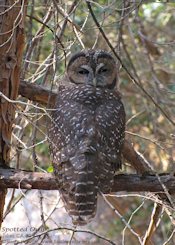 Spotted Owl